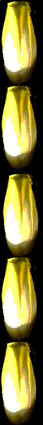 chicory